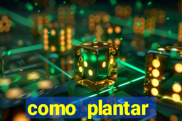 como plantar gergelim no vaso